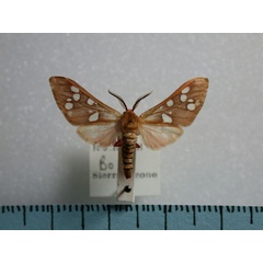 /filer/webapps/moths/media/images/P/perpusilla_Pseudothyretes_A_Revell.jpg