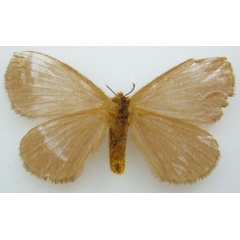 /filer/webapps/moths/media/images/P/purpurata_Hoplojana_HT_NHMUKb.jpg