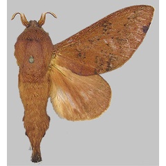 /filer/webapps/moths/media/images/R/redissa_Pallastica_HT_BMNH.jpg