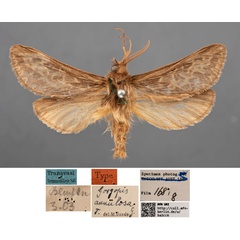 /filer/webapps/moths/media/images/A/annulosa_Gorgopis_HT_MfNa.jpg