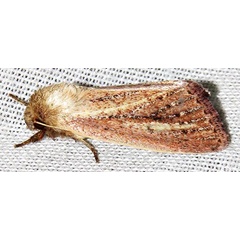 /filer/webapps/moths/media/images/R/rufescens_Aspidifrontia_A_Braun_05.jpg