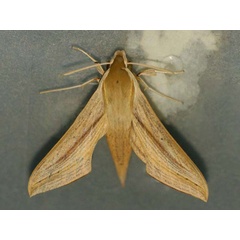 /filer/webapps/moths/media/images/B/balsaminae_Hippotion_A_Goff_01.jpg