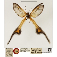 /filer/webapps/moths/media/images/T/trogoloba_Semioptila_AT_NHMUK.jpg
