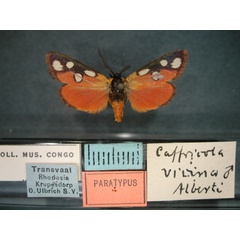 /filer/webapps/moths/media/images/V/vicina_Caffricola_PT_RMCA_01.jpg