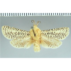 /filer/webapps/moths/media/images/C/canadensis_Azygophleps_AM_ZMHB.jpg