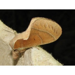 /filer/webapps/moths/media/images/B/bakeri_Streblote_A_Goff_02_bNFByx4.jpg