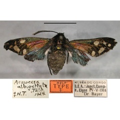 /filer/webapps/moths/media/images/A/albiguttata_Arniocera_A_RMCA_01.jpg