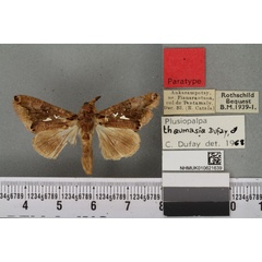 /filer/webapps/moths/media/images/T/thaumasia_Plusiopalpa_PTM_BMNHa.jpg