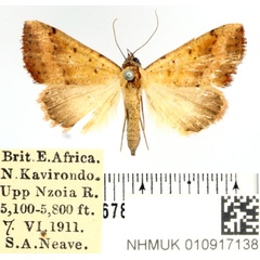 /filer/webapps/moths/media/images/F/fragilis_Phytometra_AM_BMNH.jpg