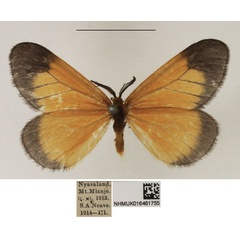 /filer/webapps/moths/media/images/E/euryperalis_Staphylinochrous_AM_NHMUK.jpg