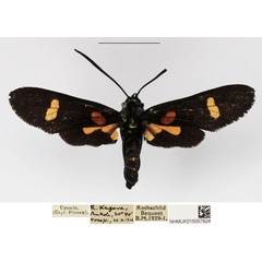 /filer/webapps/moths/media/images/O/orbiculata_Marmax_AF_NHMUK.jpg