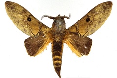 Gastroplakaeis alena