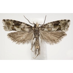 /filer/webapps/moths/media/images/E/endrestoli_Megaherpystis_HT_NHMO.jpg