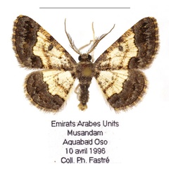 /filer/webapps/moths/media/images/M/minimaria_Zamarada_AM_RBINS.jpg