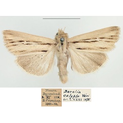 /filer/webapps/moths/media/images/A/amens_Vietteania_AM_BMNH_02.jpg