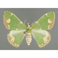 /filer/webapps/moths/media/images/P/pulchra_Microbaena_AF_TMSA.jpg
