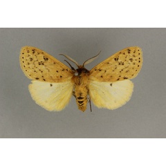 /filer/webapps/moths/media/images/S/scioana_Eyralpenus_AM_BMNH.jpg