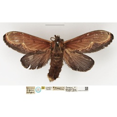 /filer/webapps/moths/media/images/S/splendens_Megasoma_STF_NHMUK_02.jpg