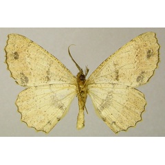 /filer/webapps/moths/media/images/A/ansorgeata_Geolyces_AM_ZSMb.jpg