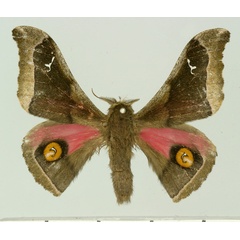 /filer/webapps/moths/media/images/P/pseudovetusta_Ludia_AM_Basquin.jpg