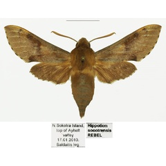 /filer/webapps/moths/media/images/S/socotrensis_Hippotion_AF_Basquina_8sFeRL6.jpg