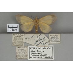 /filer/webapps/moths/media/images/L/lamborni_Gavara_HTF_OUMNHb_01.jpg