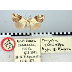 /filer/webapps/moths/media/images/S/semialba_Negeta_HT_BMNH.jpg