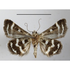 /filer/webapps/moths/media/images/H/hypotaenia_Ozarba_A_MGCLb_01.JPG