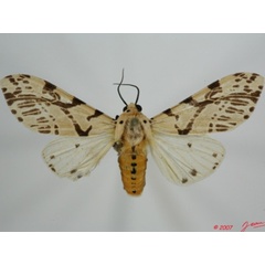 /filer/webapps/moths/media/images/B/bifurca_Afraloa_A_Alberta_01.jpg