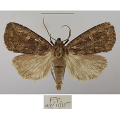 /filer/webapps/moths/media/images/P/pallidicosta_Busseola_AM_Butler_02a.jpg
