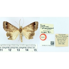 /filer/webapps/moths/media/images/P/purpurascens_Anua_HT_BMNH.jpg