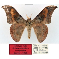 /filer/webapps/moths/media/images/O/occidentalis_Orthogonioptilum_HT_RBINS_01.jpg