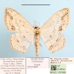 /filer/webapps/moths/media/images/N/nemorivagata_Scopula_A_MGCLa_01.jpg