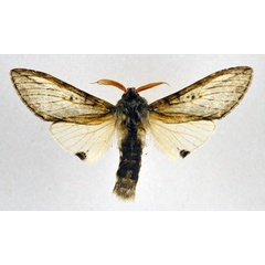 /filer/webapps/moths/media/images/B/bergeri_Afroplitis_AM_NHMO.jpg
