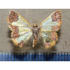 /filer/webapps/moths/media/images/E/euphrosyne_Zamarada_A_Goff_01.jpg