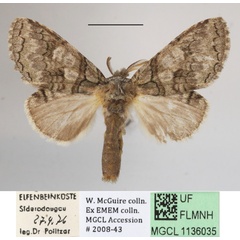 /filer/webapps/moths/media/images/L/leucophaea_Desmeocraera_A_MGCLa_01.JPG