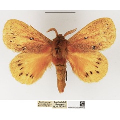 /filer/webapps/moths/media/images/E/erythrura_Laeliopsis_AM_NHMUK_03.jpg