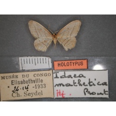 /filer/webapps/moths/media/images/M/mathetica_Idaea_HT_RMCA_01.jpg