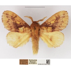 /filer/webapps/moths/media/images/O/opulenta_Ochrochroma_AM_NHMUK_02.jpg