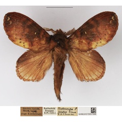 /filer/webapps/moths/media/images/A/audea_Mallocampa_AM_NHMUK.jpg