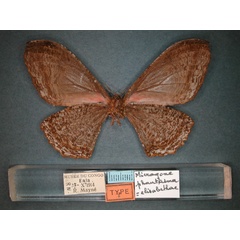 /filer/webapps/moths/media/images/P/phantasma_Micragone_AT_RMCA_02.jpg