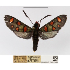 /filer/webapps/moths/media/images/E/elegans_Arniocera_A_NHMUK_03.jpg