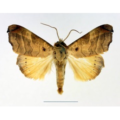 /filer/webapps/moths/media/images/T/tristictica_Parca_AM_Legrain_01.jpg