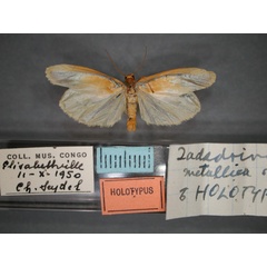 /filer/webapps/moths/media/images/M/metallica_Zadadrina_HT_RMCA_01.jpg