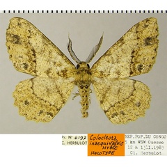 /filer/webapps/moths/media/images/I/inaequivalvis_Colocleora_HT_ZSMa.jpg