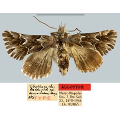 /filer/webapps/moths/media/images/M/mogadorensis_Cleophana_AT_MNHN.jpg