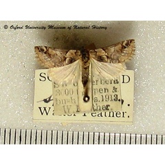 /filer/webapps/moths/media/images/P/pyralina_Constantiodes_A_OUMNH_01.jpg