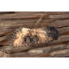 /filer/webapps/moths/media/images/M/mesomelana_Omphalestra_A_Heynsa.jpg