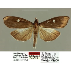 /filer/webapps/moths/media/images/C/christophalis_Syllepte_HT_MNHN_iclmeqt.jpg