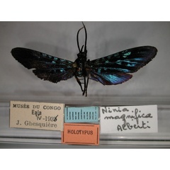 /filer/webapps/moths/media/images/M/magnifica_Cicinnocnemis_HT_RMCA_01.jpg